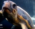 Θα απελευθερώσουν στον Αργοσαρωνικό την θαλάσσια χελώνα που βρέθηκε να έχει καταπιεί αγκίστρι στη Ζάκυνθο