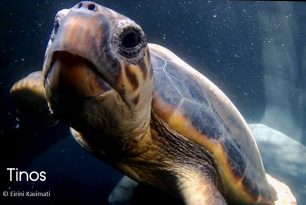 Θα απελευθερώσουν στον Αργοσαρωνικό την θαλάσσια χελώνα που βρέθηκε να έχει καταπιεί αγκίστρι στη Ζάκυνθο