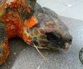 Νάξος: Βρήκαν την τραυματισμένη θαλάσσια χελώνα να έχει καταπιεί πετονιά
