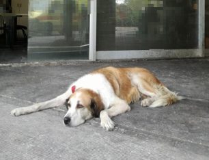 Προσβάλλει την αισθητική της διοίκησης του Σταδίου Ειρήνης & Φιλίας ο αδέσποτος σκύλος που επί 12 χρόνια φροντίζουν εργαζόμενοι στο Ε.Κ.Α.Β.