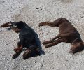 Δίνει 2.000 ευρώ σε όποιον αποκαλύψει ποιος δηλητηρίασε τα 2 σκυλιά του ράτσας Ντόμπερμαν στην Ελασσόνα