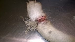 Επισκοπή Τεγέας Αρκαδίας: Βρήκαν τον σκύλο να περιφέρεται με την θηλιά από σχοινί να έχει χωθεί μέσα στο πόδι του (βίντεο)