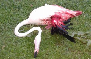 Πέθανε το Φλαμίνγκο που πυροβολήθηκε από «οικολόγο» κυνηγό στη λίμνη Μουριάς στην Ηλεία