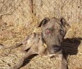 Βρήκε τον σκύλο σκελετωμένο, τυφλό, γεμάτο πληγές στην Άνω Γλυφάδα (βίντεο)