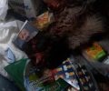 Καταδικάστηκε με αναστολή ο άνδρας που σκότωσε σκύλο με σκεπάρνι στα Γιαννιτσά