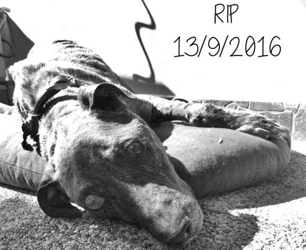 Πέθανε ο σκύλος που εντοπίστηκε σκελετωμένος & εξαθλιωμένος στη Γλυφάδα (βίντεο)