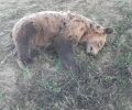 Βρήκε νεκρή αρκούδα στα Γρεβενά από άγνωστη για την ώρα αιτία