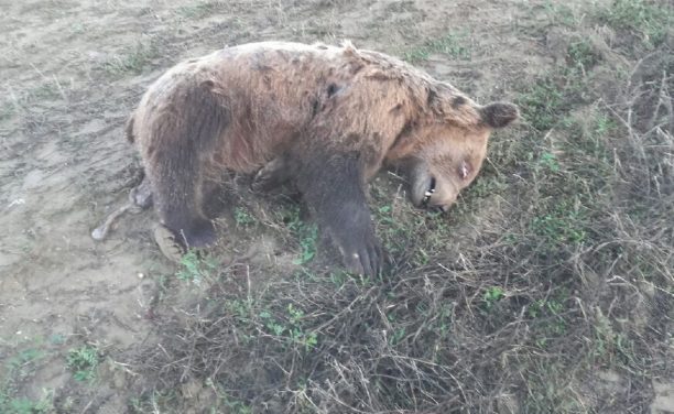 Βρήκε νεκρή αρκούδα στα Γρεβενά από άγνωστη για την ώρα αιτία