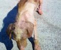 Έκκληση για τον άρρωστο σκύλο που περιφέρεται στην περιοχή του Ισθμού της Κορίνθου