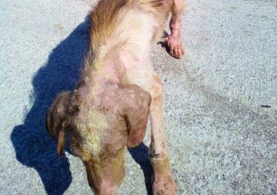 Έκκληση για τον άρρωστο σκύλο που περιφέρεται στην περιοχή του Ισθμού της Κορίνθου