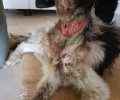 Καλόκαστρο Σερρών: Ο σκύλος περιφερόταν με κομμένο λαιμό από το περιλαίμιο που είχε φτάσει μέχρι την τραχεία