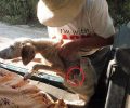 Έσωσαν τον σκύλο που βρέθηκε με κομμένο πόδι & γεμάτος πληγές στον Πόρο Κεφαλλονιάς (βίντεο)