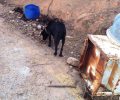 Τουρίστες από τη Νορβηγία βρήκαν δεμένο σκυλί στα Κεραμιά Χανίων εγκαταλελειμμένο στη μέση του πουθενά