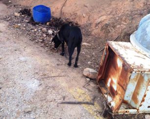 Τουρίστες από τη Νορβηγία βρήκαν δεμένο σκυλί στα Κεραμιά Χανίων εγκαταλελειμμένο στη μέση του πουθενά