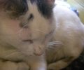 Έκκληση για τον εντοπισμό του δράστη που κρέμασε γάτα στο Κολωνάκι στο κέντρο της Αθήνας