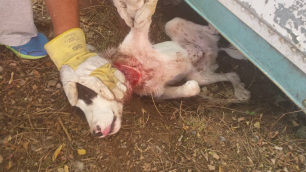 Κοζάνη: Βρήκαν τον σκύλο με κομμένο λαιμό από συρμάτινη θηλιά με την οποία κάποιος τον βασάνισε αλύπητα