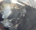 Λήμνος: Συνελήφθη ο κυνηγός που σκότωσε & έκαψε τα 2 σκυλιά του για να εξαφανίσει τα ίχνη τους
