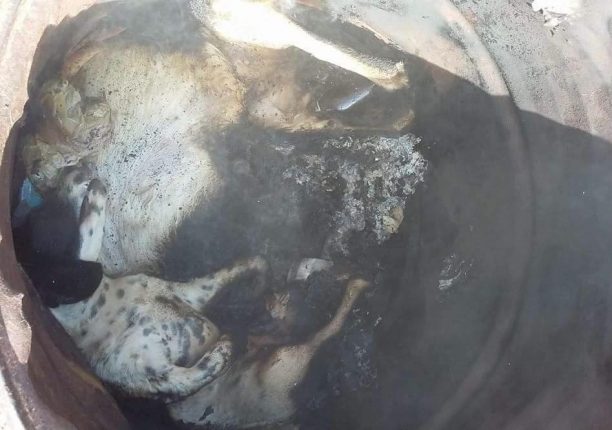 Λήμνος: Συνελήφθη ο κυνηγός που σκότωσε & έκαψε τα 2 σκυλιά του για να εξαφανίσει τα ίχνη τους