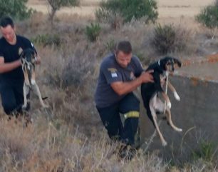 Λήμνος: Έσωσαν 2 σκυλιά που κάποιος πέταξε σε άδεια δεξαμενή για να πεθάνουν από δίψα και πείνα