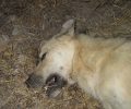 Συστηματική η εξόντωση των αδέσποτων & στο Καρμπουνάρι Λουτρακίου 8 σκυλιά νεκρά σε δύο μέρες