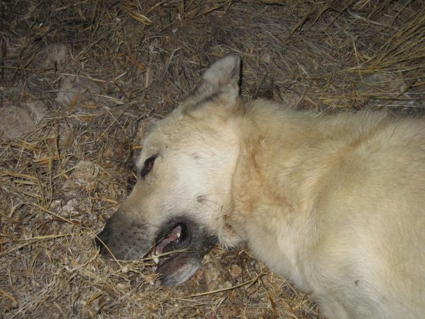 Συστηματική η εξόντωση των αδέσποτων & στο Καρμπουνάρι Λουτρακίου 8 σκυλιά νεκρά σε δύο μέρες