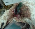 Μάνδρα Ξάνθης: Πυροβόλησε με καραμπίνα τον αδέσποτο σκύλο