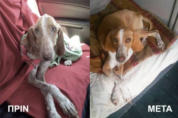 Κατάφεραν να σώσουν τον σκελετωμένο σκύλο που περιφερόταν στον Μαραθώνα Αττικής πετσί και κόκαλο