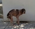 Εντοπίστηκε τελικά στο Μαρούσι ο άρρωστος και τραυματισμένος σκύλος