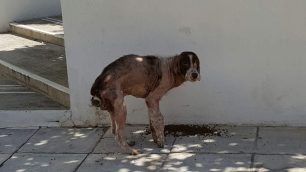 Έκκληση για τον εντοπισμό του άρρωστου & τραυματισμένου σκύλου που περιφέρεται σε Μαρούσι – Βριλήσσια