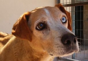 Τα κατάφερε ο ετοιμοθάνατος σκύλος που οι δικοί του εγκατέλειψαν σε άδειο σπίτι χωρίς τροφή και νερό στο Μαρούσι