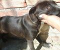 Νέα Χώρα Χανίων: Κατήγγειλαν άνδρα που κακοποιούσε τον σκύλο του πατώντας του το κεφάλι & δένοντας τον σε φωταγωγό χωρίς τροφή – νερό