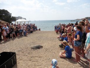 Απελευθέρωσαν στο Σούνιο την θαλάσσια χελώνα που βρέθηκε χτυπημένη στο κεφάλι στην Κάρπαθο