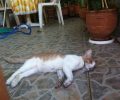 Λέσβος: Κατήγγειλε την 66χρονη γυναίκα που δηλητηρίασε την γάτα της στην Καλλιθέα Μυτιλήνης