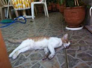 Λέσβος: Κατήγγειλε την 66χρονη γυναίκα που δηλητηρίασε την γάτα της στην Καλλιθέα Μυτιλήνης