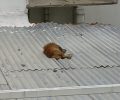 Κατήγγειλαν την γυναίκα που ευθύνεται για την πτώση σκύλου από ταράτσα 5όροφης πολυκατοικίας στην Πάτρα