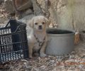 Λέσβος: Ενημερωτική συνάντηση στη Μυτιλήνη για την κακοποίηση των σκυλιών στο νησί στις 24/9