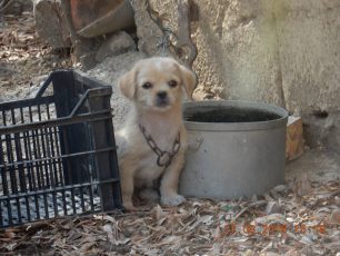 Λέσβος: Ενημερωτική συνάντηση στη Μυτιλήνη για την κακοποίηση των σκυλιών στο νησί στις 24/9