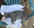 Έκλεισαν σε 5 σακούλες αδέσποτες γάτες και τις πέταξαν ετοιμοθάνατες από την ασφυξία στην Καλλιθέα της Ρόδου