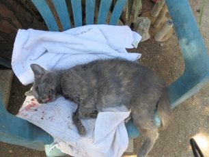 Προκαταρκτική εξέταση από την Εισαγγελία Πρωτοδικών Ρόδου για τις 3 γυναίκες που έκλεισαν γάτες σε σακούλες & τις πέταξαν στην Καλλιθέα ετοιμοθάνατες