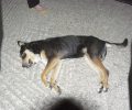 Ρόδος: Διοικητικό πρόστιμο 30.000 € στον βοσκό που δολοφόνησε σκύλο με την καραμπίνα του