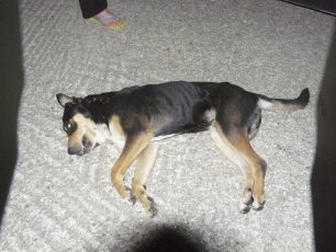 Ρόδος: Διοικητικό πρόστιμο 30.000 € στον βοσκό που δολοφόνησε σκύλο με την καραμπίνα του