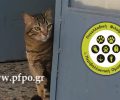 Τρία βίντεο ευαισθητοποίησης από την Π.Φ.Π.Ο. μας προτρέπουν να καταγγείλουμε όσους κακοποιούν τα ζώα