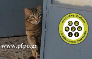 Τρία βίντεο ευαισθητοποίησης από την Π.Φ.Π.Ο. μας προτρέπουν να καταγγείλουμε όσους κακοποιούν τα ζώα