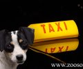Αθήνα: Καταδικάστηκε ταξιτζής που αρνήθηκε σε τυφλή γυναίκα να επιβιβαστεί με τον σκύλο – οδηγό της στο όχημα