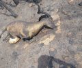 Εκατοντάδες ζώα κάηκαν ζωντανά στην Θάσο από την μεγάλη πυρκαγιά που κάνει στάχτη το νησί