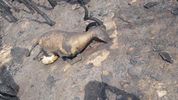 Εκατοντάδες ζώα κάηκαν ζωντανά στην Θάσο από την μεγάλη πυρκαγιά που κάνει στάχτη το νησί