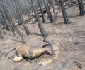 Θάσος: Περισσότερα από 400 αιγοπρόβατα & εκατοντάδες κυψέλες κάηκαν ενώ άγνωστος είναι ο αριθμός των άγριων ζώων που απανθρακώθηκαν