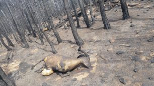 Θάσος: Περισσότερα από 400 αιγοπρόβατα & εκατοντάδες κυψέλες κάηκαν ενώ άγνωστος είναι ο αριθμός των άγριων ζώων που απανθρακώθηκαν