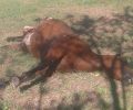 Σκότωσαν με καραμπίνα δύο άγρια άλογα σε περιοχή του Τυρνάβου μεταξύ Αργυροπουλίου – Ροδιάς