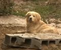 Ο σκύλος παρέμενε πλάι στο πτώμα του 73χρονου ιδιοκτήτη του στον Βλαχιώτη Λακωνίας & δεν άφηνε τους διασώστες να πλησιάσουν (βίντεο)